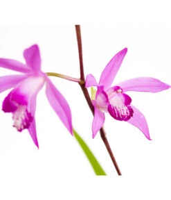 Dehner Japanorchidee - Gartenorchidee