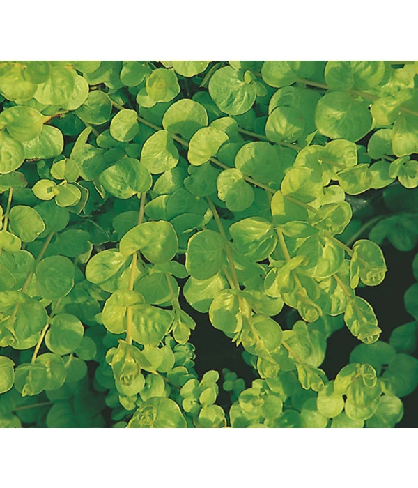 Pfennigkraut 'Goldilocks' – Bild 3