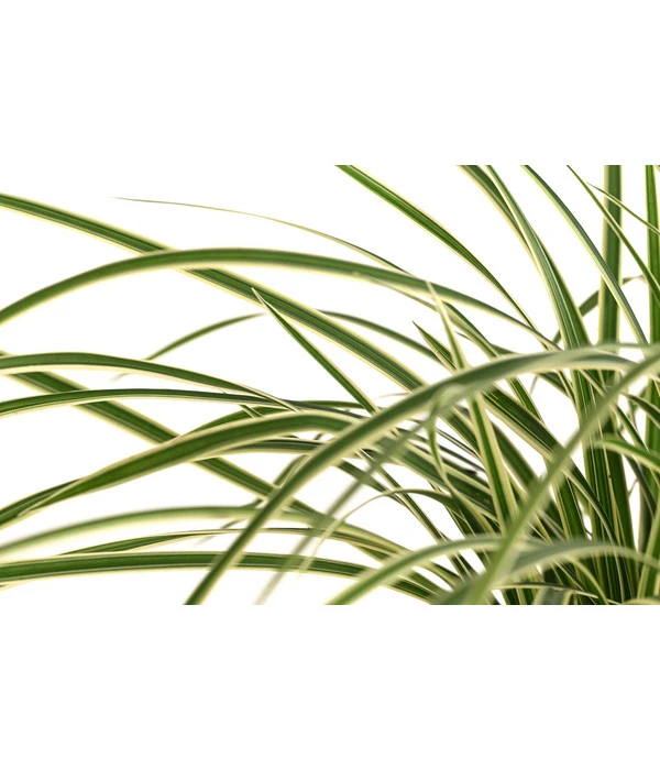 Japan-Segge 'Vanilla Ice' – Bild 2