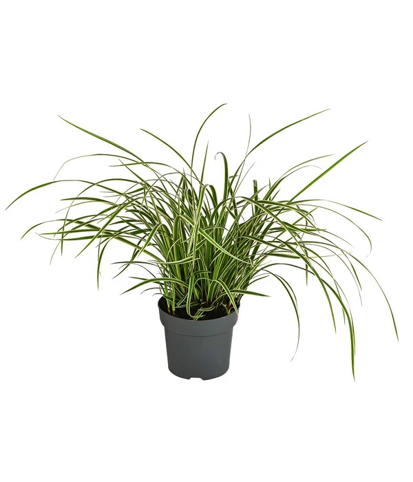 Japan-Segge 'Vanilla Ice'