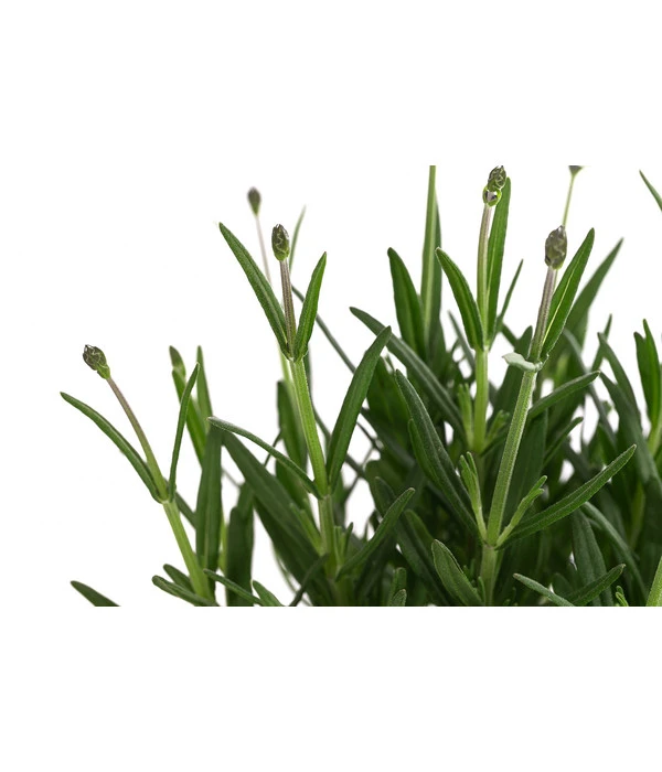 Lavendel 'Royal Blue' – Bild 5