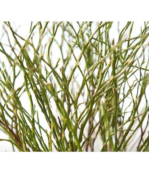 Heidelbeere-Bund, Ca. 40-50 Cm – Bild 6