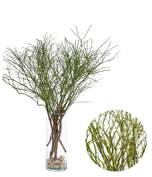 Heidelbeere-Bund, Ca. 40-50 Cm