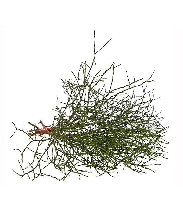 Heidelbeere-Bund, Ca. 40-50 Cm – Bild 3