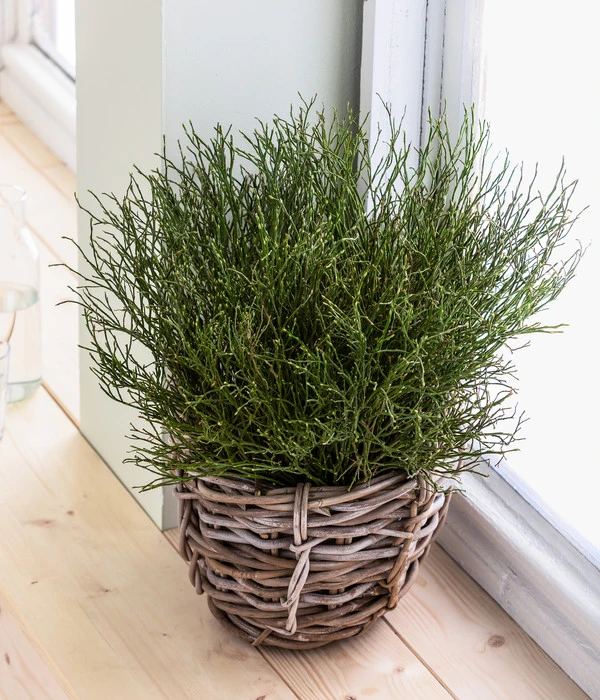 Heidelbeere-Bund, Ca. 40-50 Cm – Bild 4