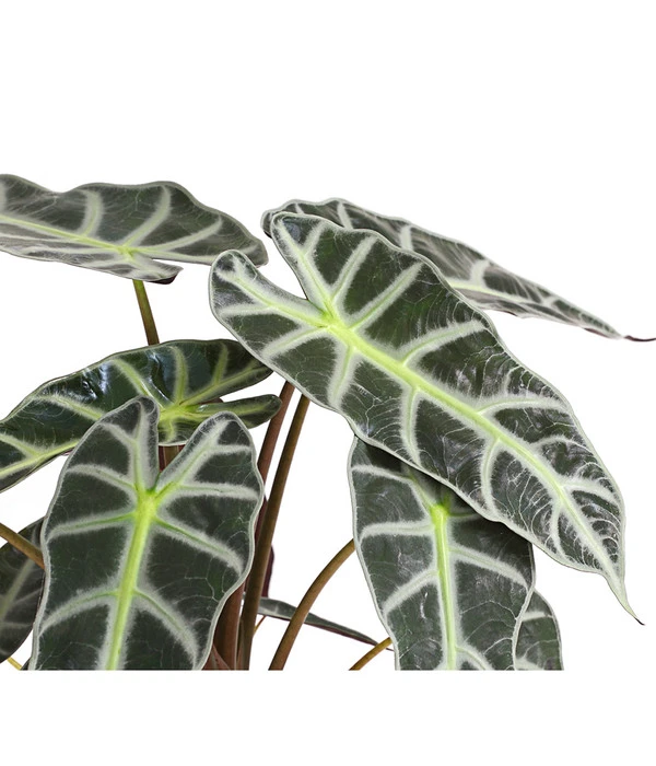 Pfeilblatt - Alocasia Amazonica 'Polly' – Bild 6