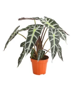 Pfeilblatt - Alocasia Amazonica 'Polly'