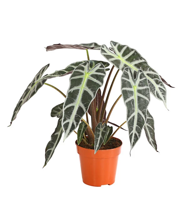 Pfeilblatt - Alocasia Amazonica 'Polly'