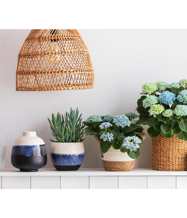 Greiskraut - Senecio Talinoides 'Aquarine Mount Everest®' – Bild 3