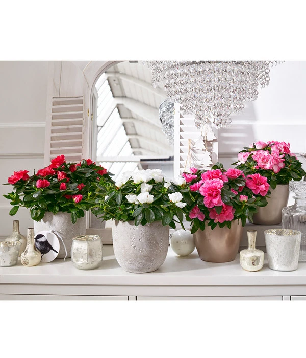 Zimmerazalee - Rhododendron Simsii – Bild 5