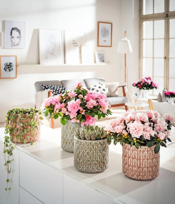 Zimmerazalee - Rhododendron Simsii – Bild 4