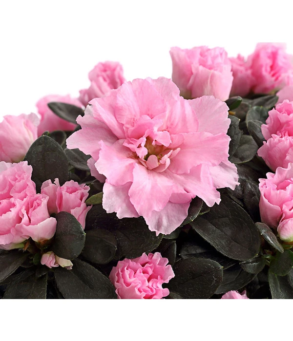 Zimmerazalee - Rhododendron Simsii – Bild 7