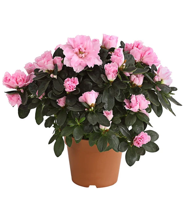 Zimmerazalee - Rhododendron Simsii – Bild 2