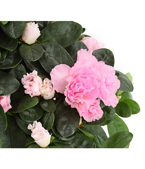 Zimmerazalee - Rhododendron Simsii – Bild 6