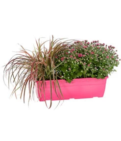 Herbst-Chrysantheme Mit Gras Im Blumenkasten, Verschiedene Farben