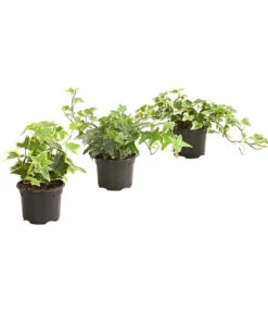 Efeu - Hedera Helix, Weiß/bunt