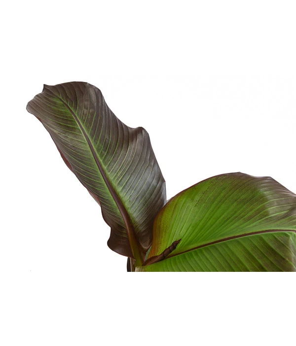 Rote Zierbanane 'Maurelii' – Bild 3