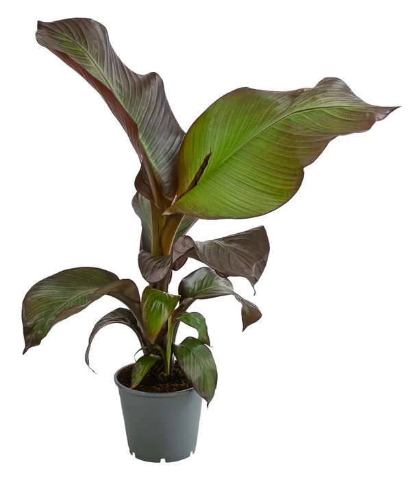 Rote Zierbanane 'Maurelii'