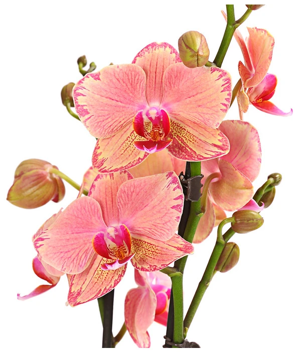 Schmetterlingsorchidee - Phalaenopsis Cultivars, Sonderfarben – Bild 14
