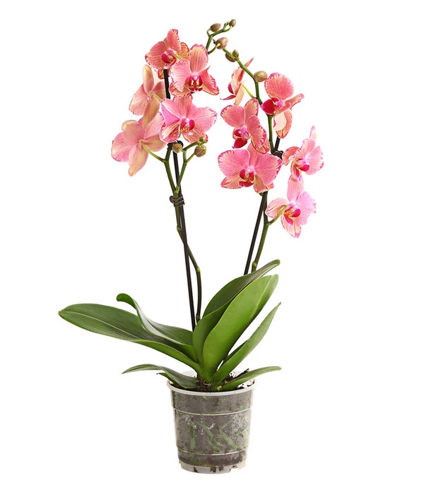 Schmetterlingsorchidee - Phalaenopsis Cultivars, Sonderfarben – Bild 2