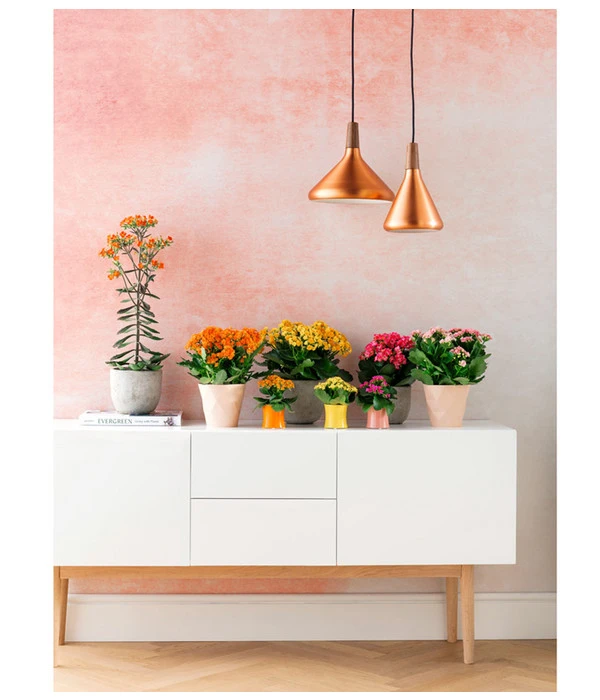 Flammendes Käthchen - Kalanchoe Blossfeldiana, Gefüllt – Bild 2