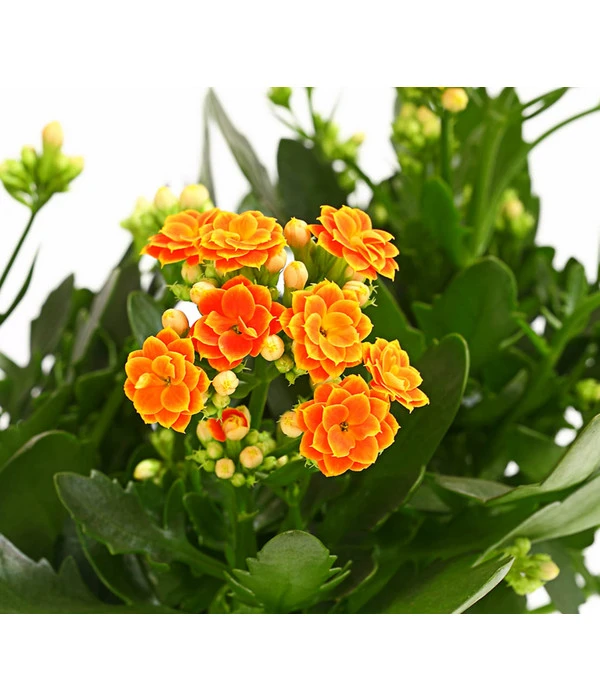 Flammendes Käthchen - Kalanchoe Blossfeldiana, Gefüllt – Bild 3