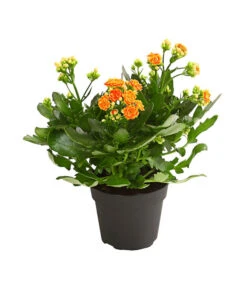 Flammendes Käthchen - Kalanchoe Blossfeldiana, Gefüllt