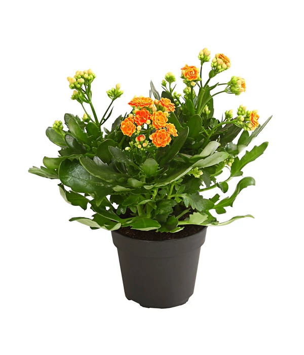 Flammendes Käthchen - Kalanchoe Blossfeldiana, Gefüllt