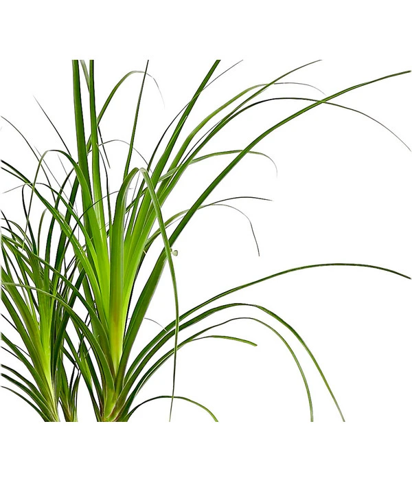 Elefantenfuß - Beaucarnea Recurvata – Bild 2