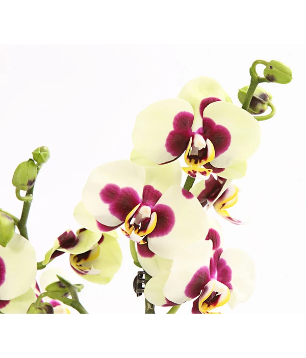 Schmetterlingsorchidee - Phalaenopsis Cultivars, Sonderfarben – Bild 19