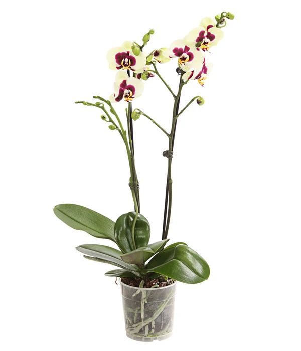Schmetterlingsorchidee - Phalaenopsis Cultivars, Sonderfarben – Bild 4