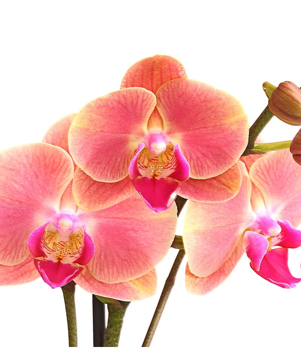 Schmetterlingsorchidee - Phalaenopsis Cultivars, Sonderfarben – Bild 17