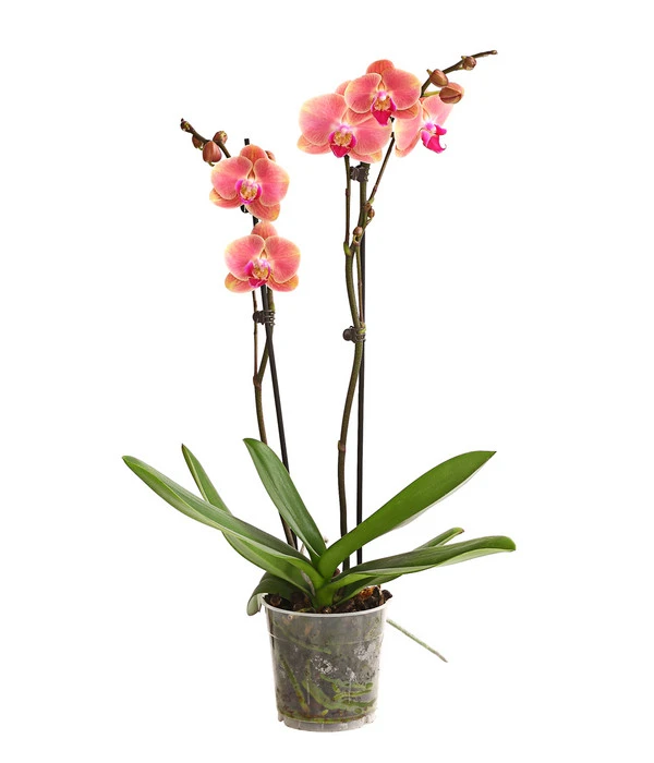 Schmetterlingsorchidee - Phalaenopsis Cultivars, Sonderfarben – Bild 5