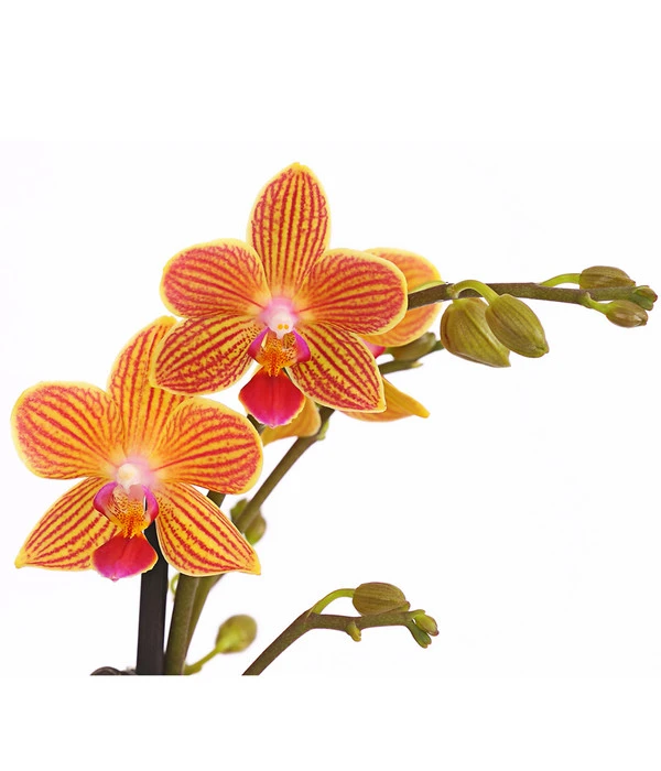 Schmetterlingsorchidee - Phalaenopsis Cultivars, Sonderfarben – Bild 18