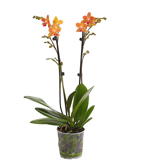 Schmetterlingsorchidee - Phalaenopsis Cultivars, Sonderfarben – Bild 6