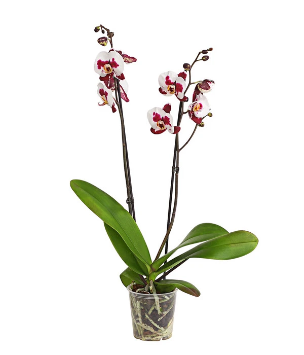 Schmetterlingsorchidee - Phalaenopsis Cultivars, Sonderfarben – Bild 13