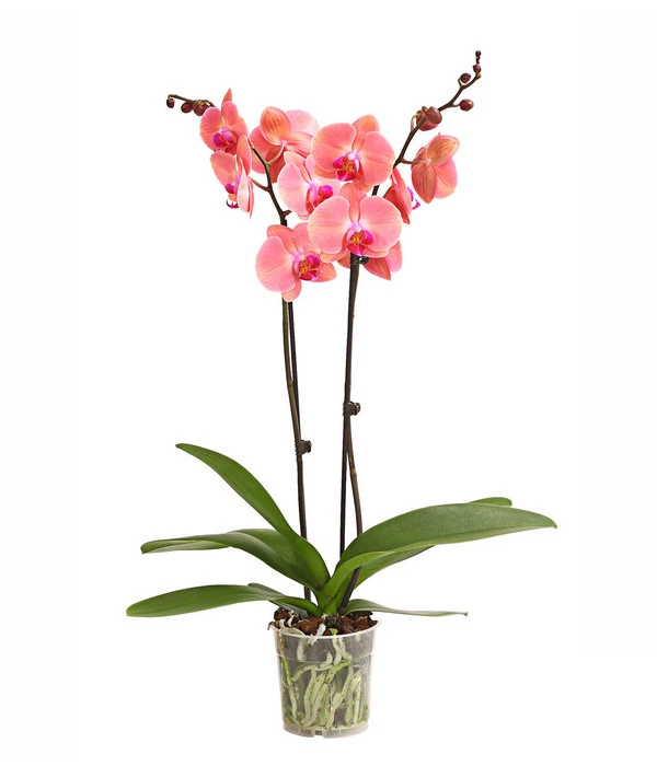 Schmetterlingsorchidee - Phalaenopsis Cultivars, Sonderfarben – Bild 7