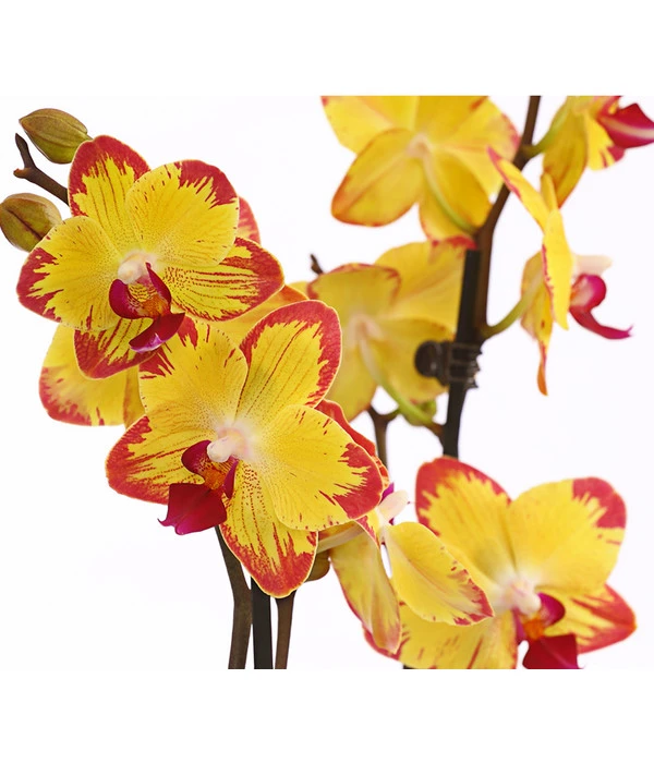 Schmetterlingsorchidee - Phalaenopsis Cultivars, Sonderfarben – Bild 15