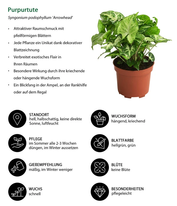 Purpurtute - Syngonium Podophyllum 'Arrowhead' – Bild 2