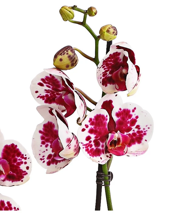 Schmetterlingsorchidee - Phalaenopsis Cultivars, Sonderfarben – Bild 16