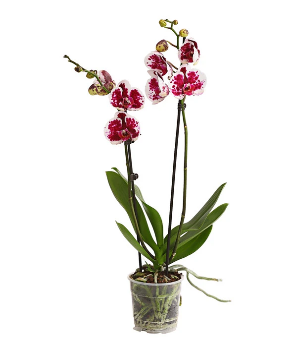 Schmetterlingsorchidee - Phalaenopsis Cultivars, Sonderfarben – Bild 3