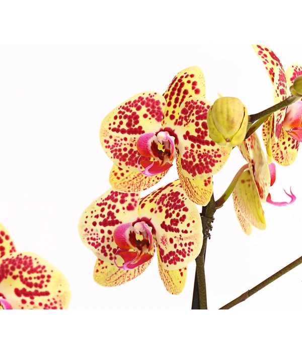 Schmetterlingsorchidee - Phalaenopsis Cultivars, Sonderfarben – Bild 12