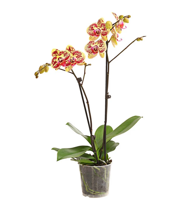Schmetterlingsorchidee - Phalaenopsis Cultivars, Sonderfarben – Bild 9