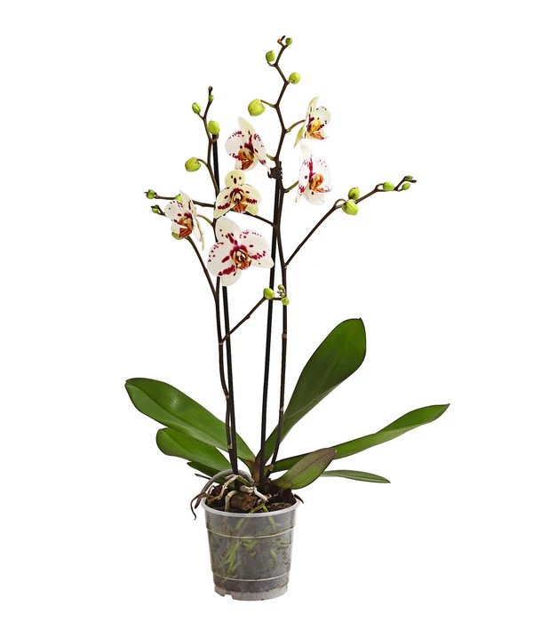 Schmetterlingsorchidee - Phalaenopsis Cultivars, Sonderfarben – Bild 11