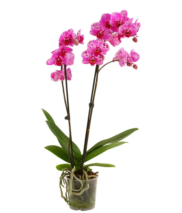 Schmetterlingsorchidee - Phalaenopsis Cultivars, Sonderfarben – Bild 10
