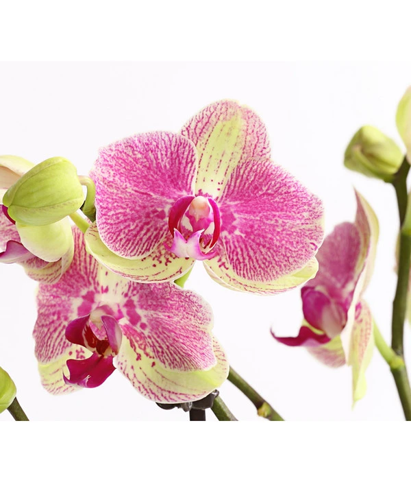 Schmetterlingsorchidee - Phalaenopsis Cultivars, Sonderfarben – Bild 20