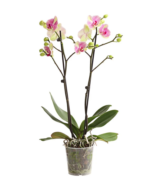 Schmetterlingsorchidee - Phalaenopsis Cultivars, Sonderfarben – Bild 8