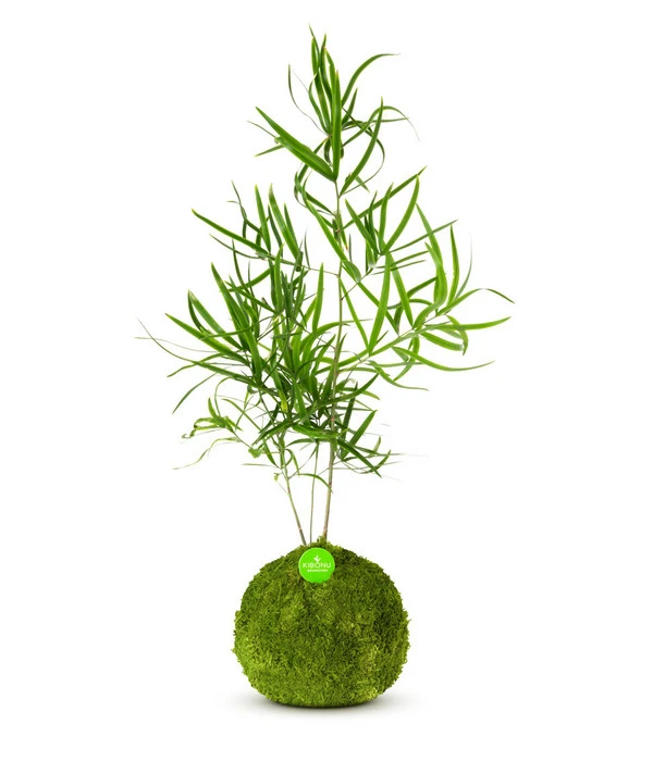 Kibonu Zierspargel - Asparagus Cultivars 'Mahira'