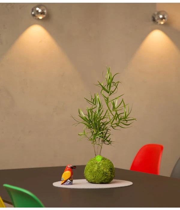 Kibonu Zierspargel - Asparagus Cultivars 'Mahira' – Bild 2