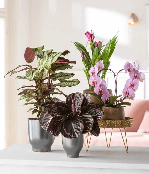 Korbmarante - Calathea Roseopicta 'Medallion' – Bild 2